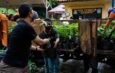 Pemkot Tangerang Sediakan Bibit Tanaman Gratis, Begini Cara Mudah Mendapatkannya